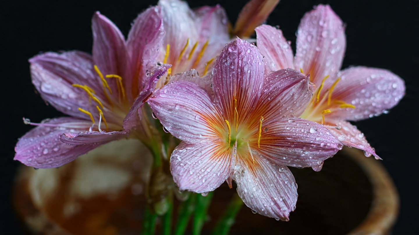 How to Grow Rain Lily From Seeds at Home