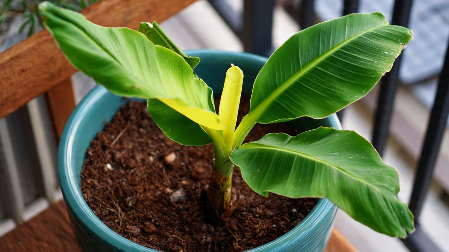 How to Successfully Grow a Banana Plant in a Pot at Home
