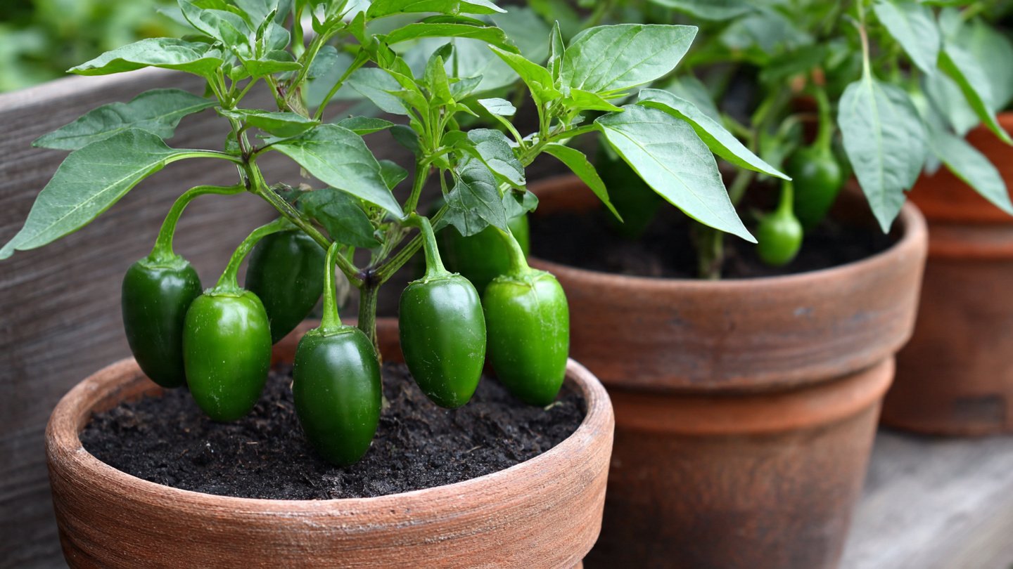 How to Successfully Grow Jalapeños in Containers