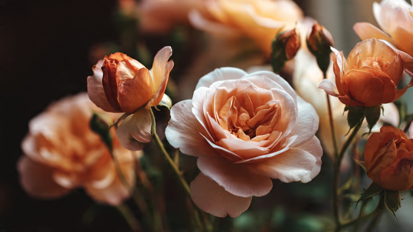 How to Successfully Grow Roses from Seeds
