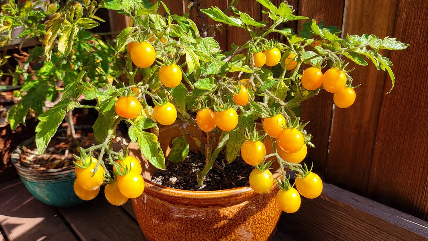 How to Successfully Grow Yellow Cherry Tomatoes in Containers for Maximum Flavor and Yield