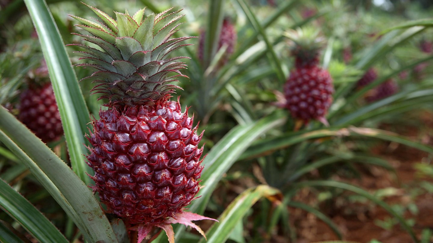 The Fascinating Journey of Growing Pineapples From Planting to Harvesting