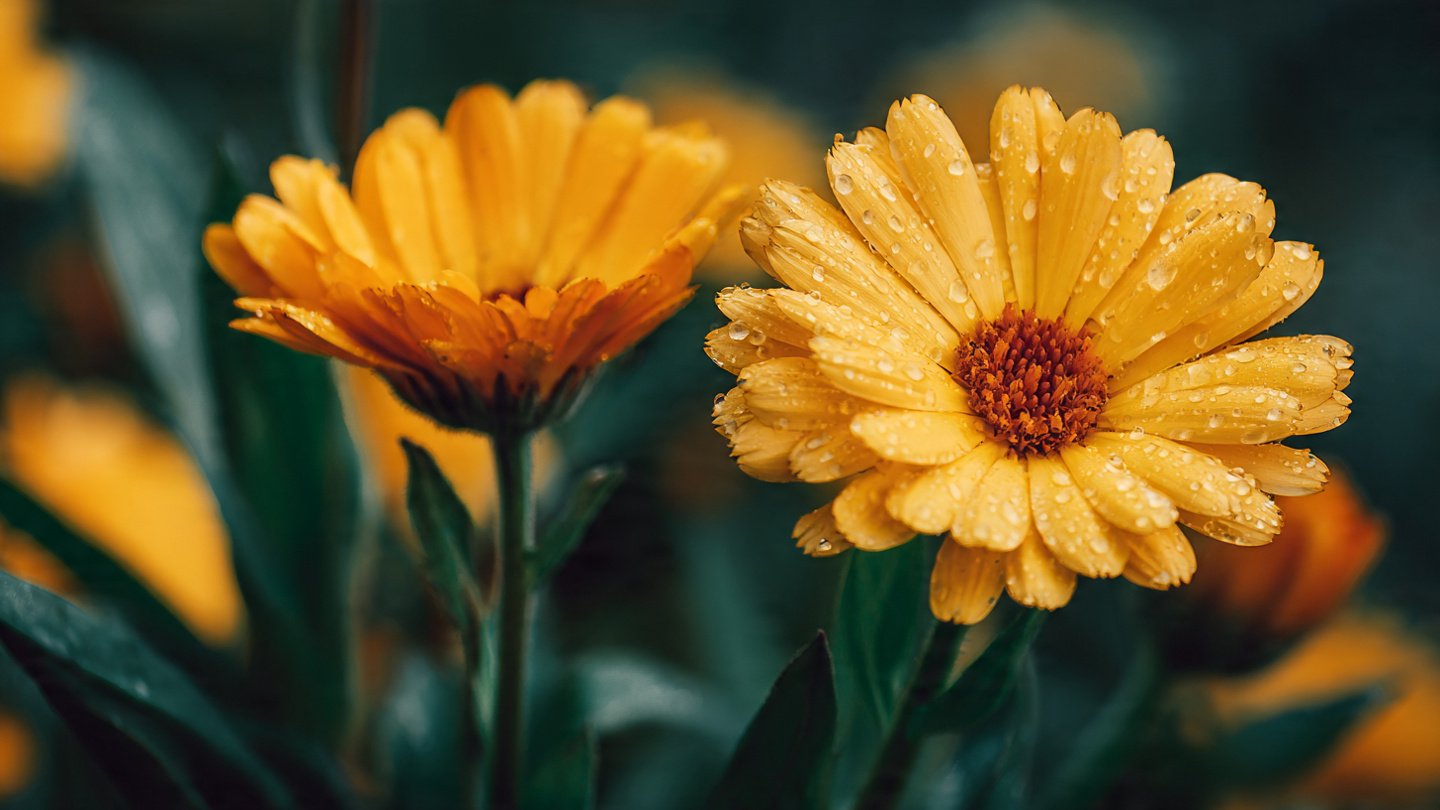 The Healing Properties of Calendula Flower