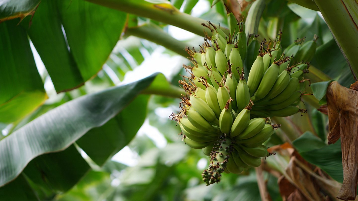 The Remarkable Growth Stages and Life Cycle of the Banana Tree from Seedling to Fruiting