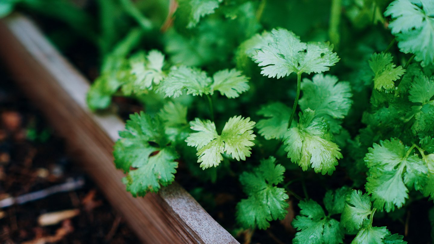 The Ultimate Guide to Cultivating Fresh Cilantro in Your Backyard Garden for Beginners and Experts Alike