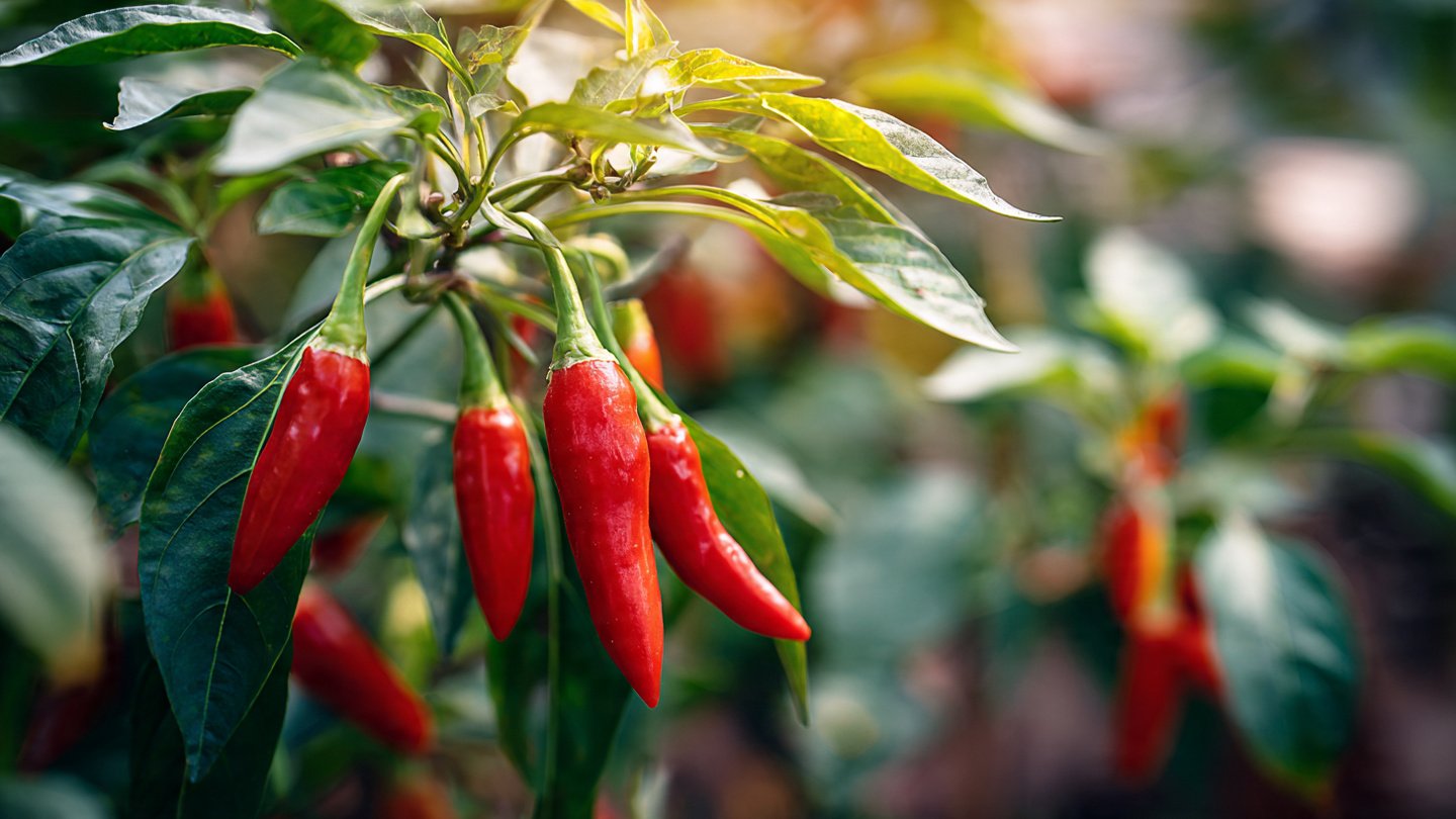 The Ultimate Guide to Growing Red Chilli at Home for Beginners