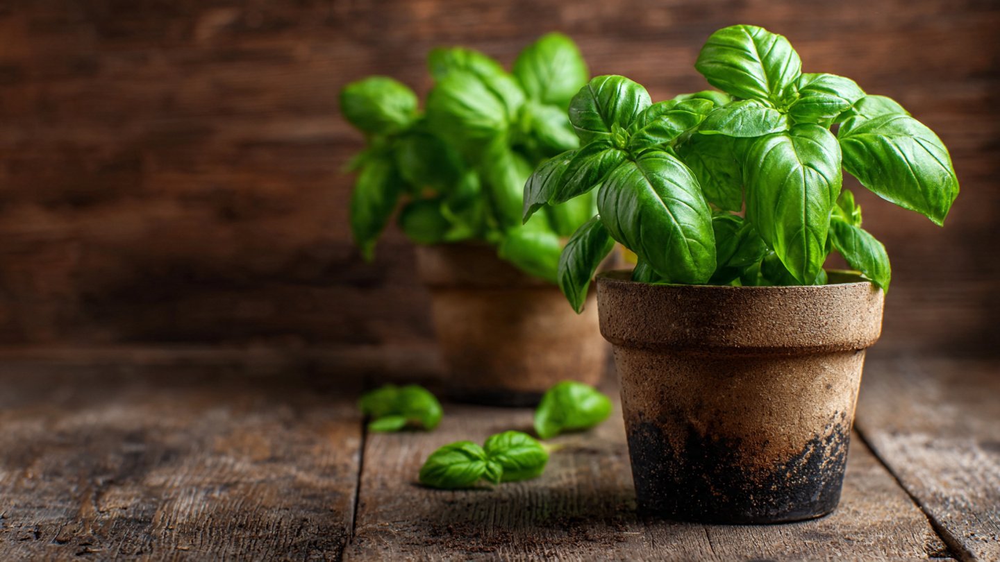 The Ultimate Guide to Propagating Basil for Beginners and Experts Alike