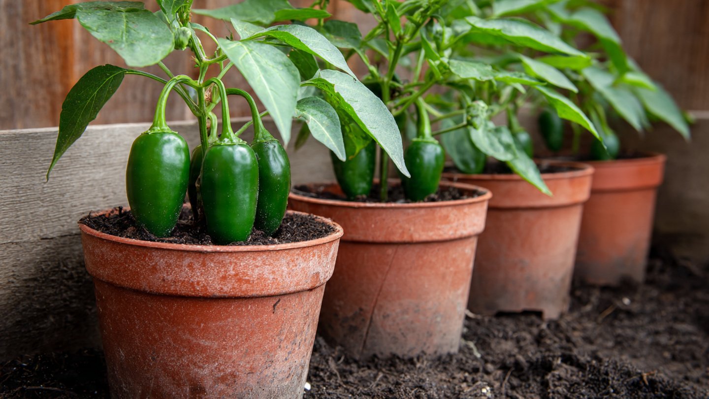 The Ultimate Guide to Successfully Growing Jalapeno Peppers in Pots for Beginners and Experienced Gardeners Alike