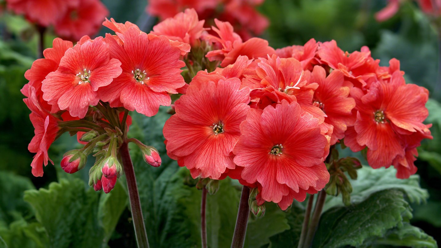 Bloom with Joy: Top 10 Flowers for a Vibrant Summer Garden