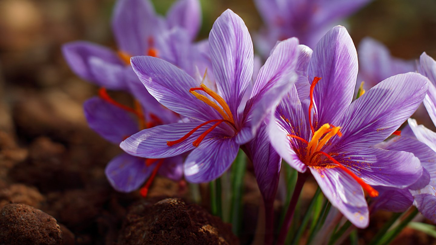 Unlock the Secrets of Growing Saffron: Your Home Guide to Gourmet Gardening!