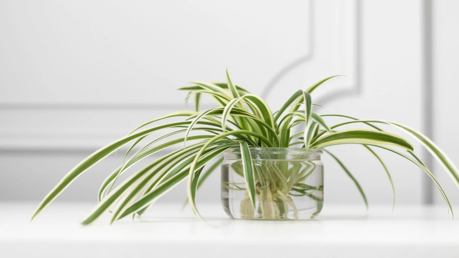 How to grow spider plants in water