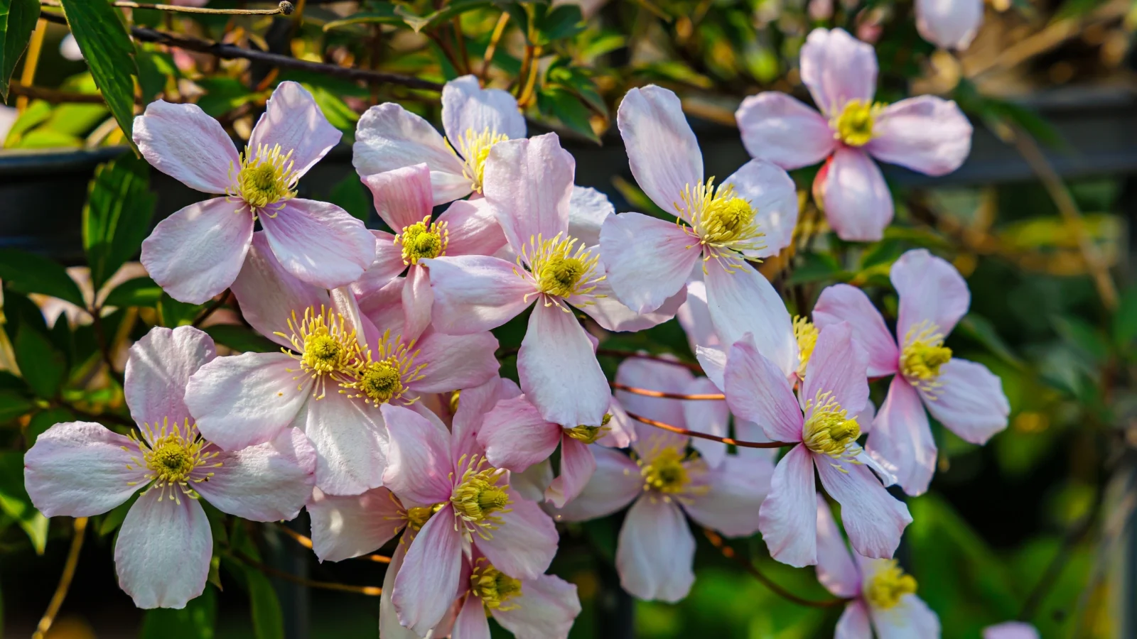 A Beginner’s Guide to Pruning Clematis