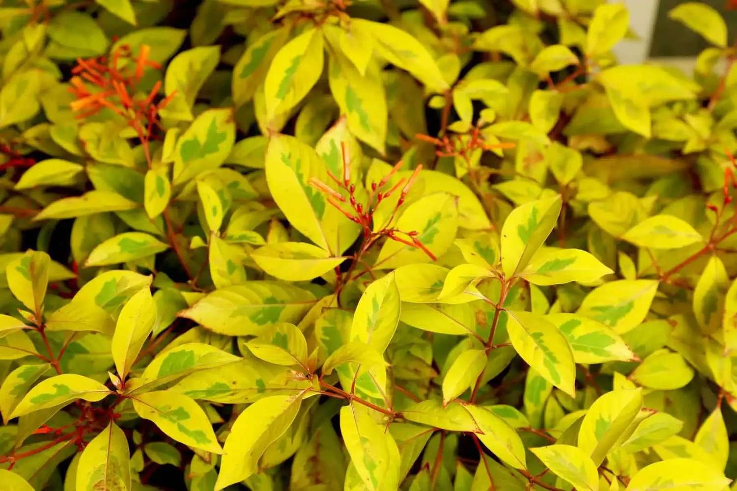 12 Easygoing Perennial Bushes You'll Only Have To Plant Once