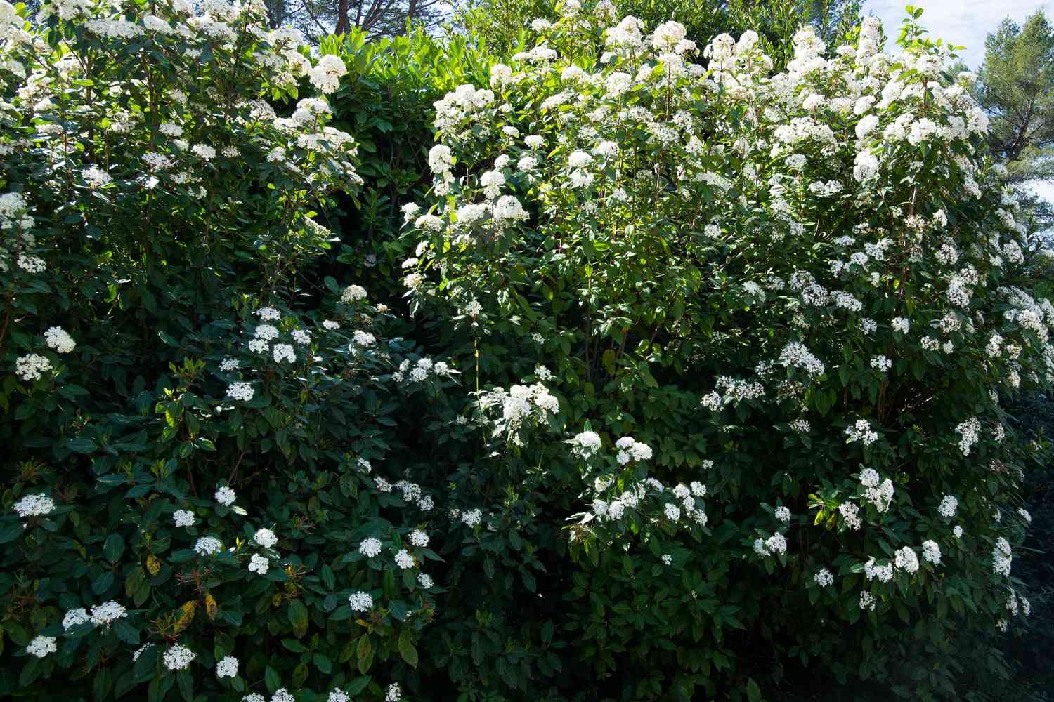 12 Fast-Growing Evergreen Shrubs, According To Experts