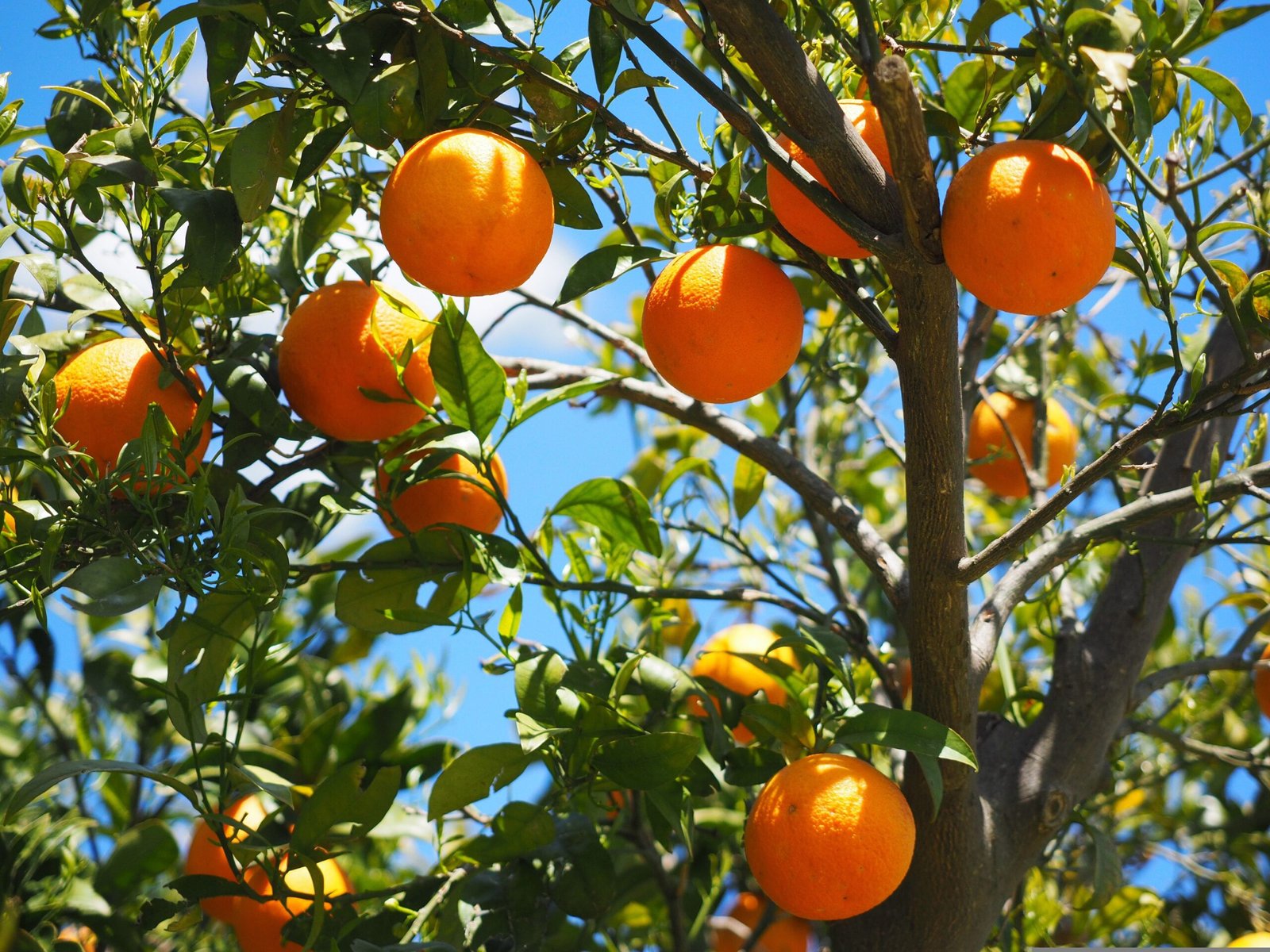 How and When to Fertilize Citrus Trees, According to a Fruit-Growing Expert