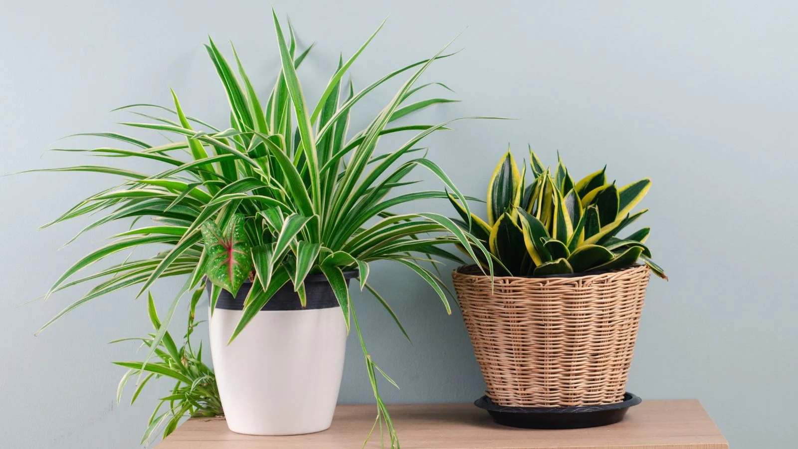 7 Houseplants That Refresh Stagnant Indoor Air