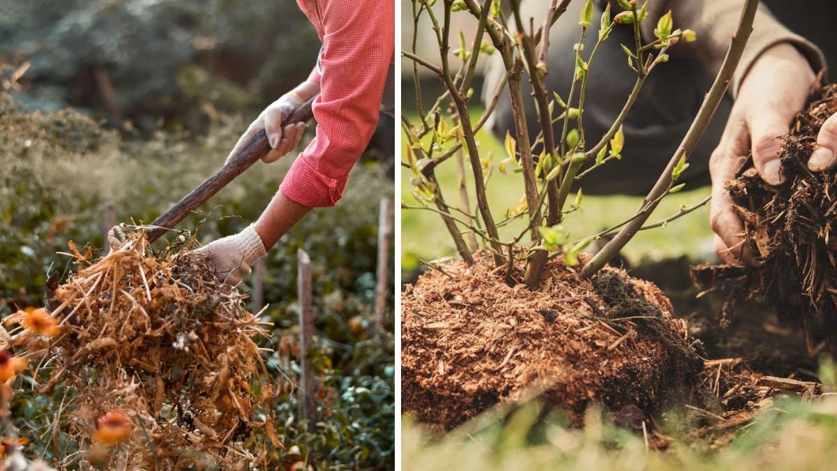 Nature’s Recycling System: Why Gardeners Love the Chop-and-Drop Mulching Method