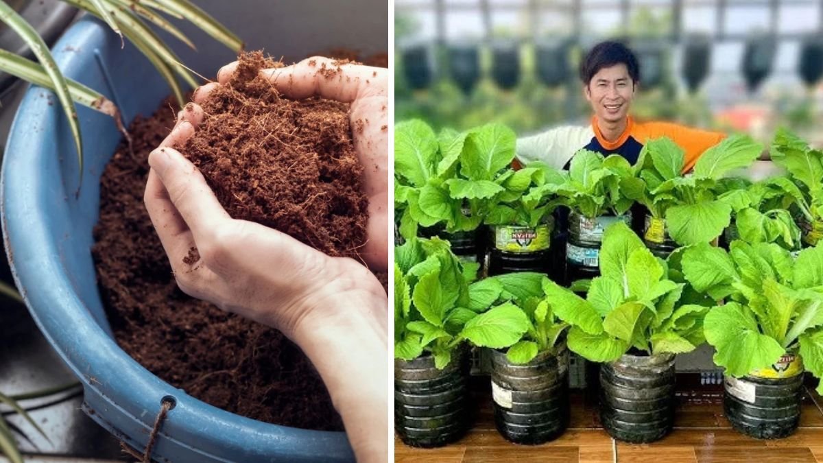 From Kitchen to Garden: Using Milk and Coconut Coir to Grow Strong, Healthy Plants