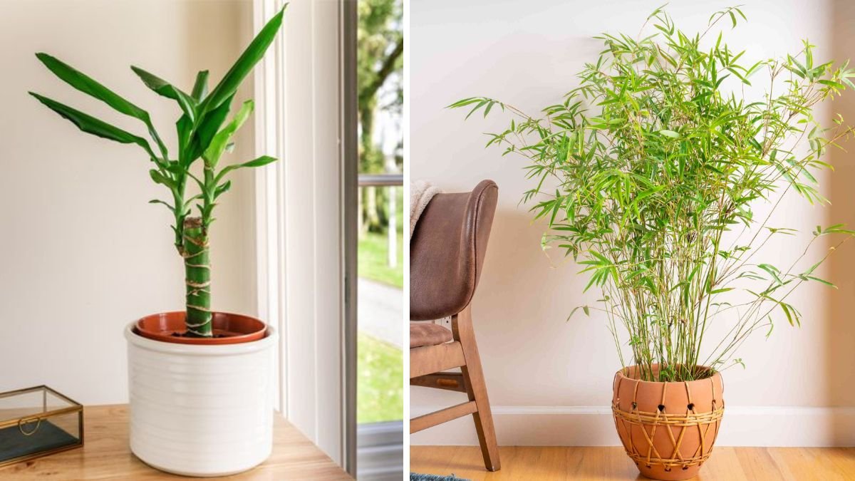 Thick Stems, Powerful Growth: How to Grow Lucky Bamboo That Looks Healthy and Strong