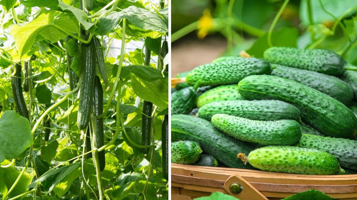 Cool, Crisp, and Sweet: How to Grow Cucumbers That Never Taste Bitter