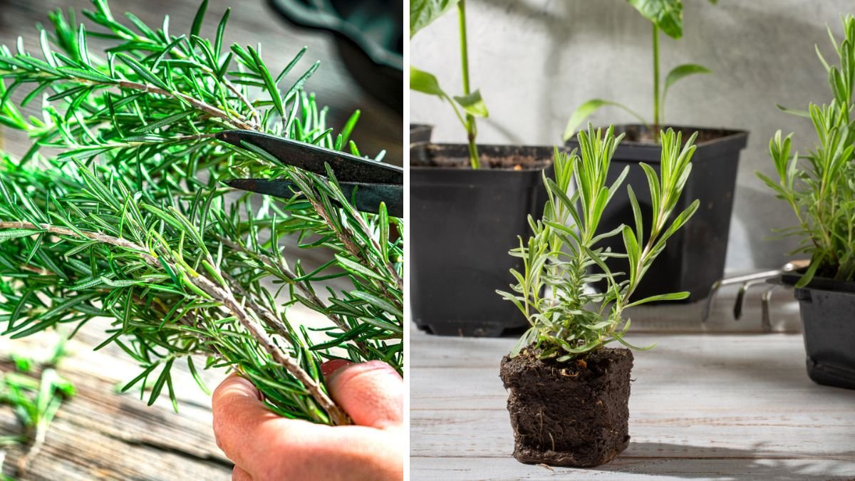 A Garden That Grows From Snips: Can You Create a Fragrant Garden Using Only Cuttings?
