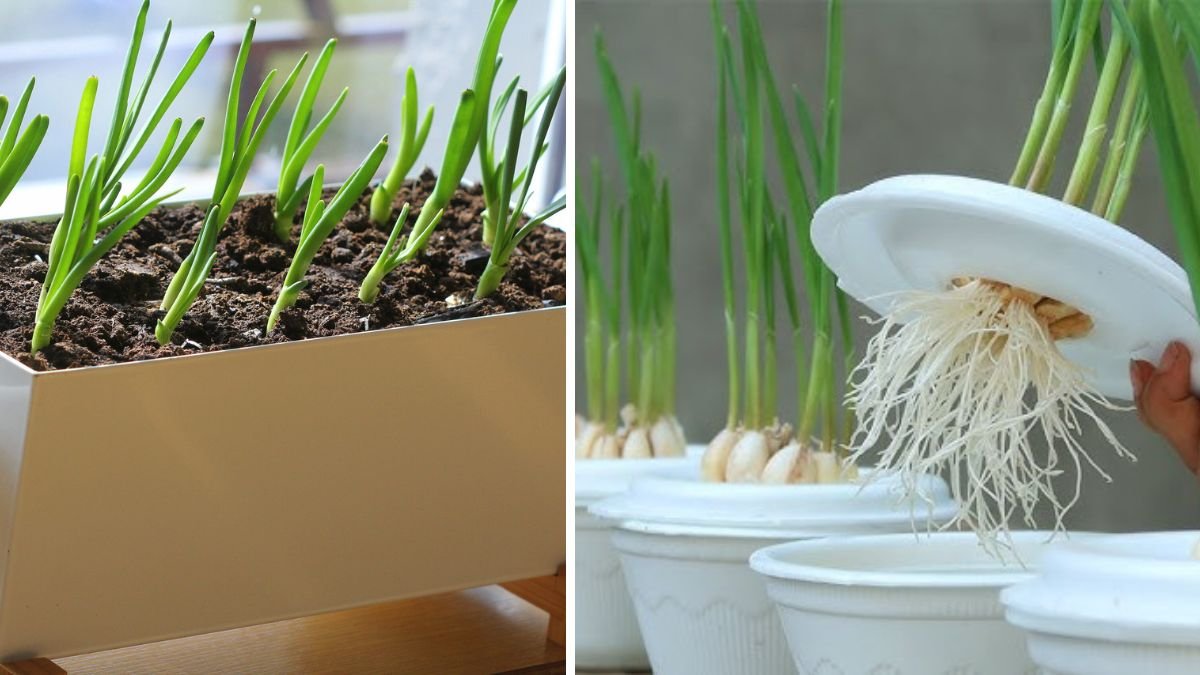 Big Flavor, Small Space: How to Grow Garlic in a Box Using Simple Materials