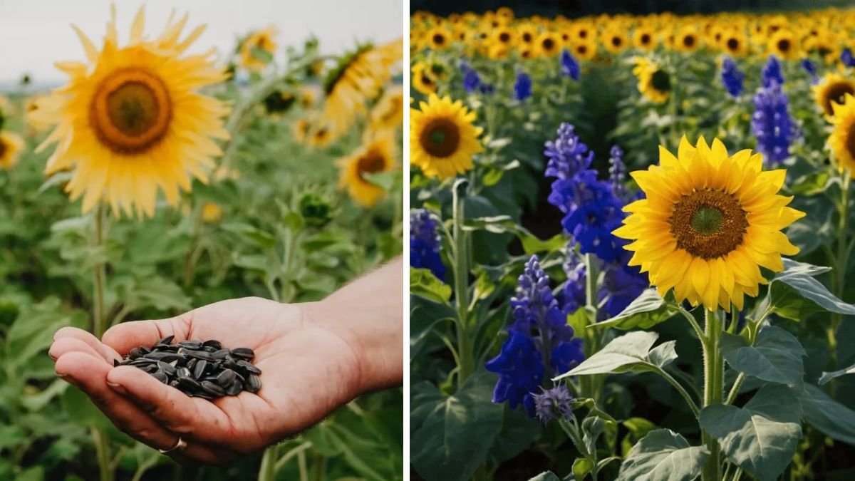More Than Just Beauty: Why Planting Sunflowers Along Property Lines Is a Smart Garden Move