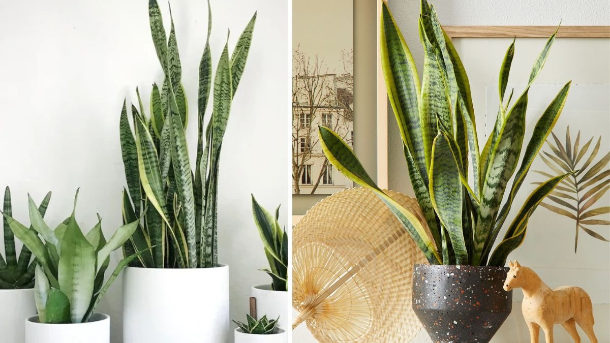 Minimal, Bold, and Timeless: How to Style a Modern Space With a Snake Plant