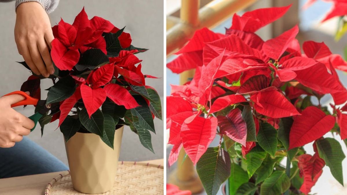 January Care Secrets: What Your Poinsettia Really Needs for Fresh Growth and New Blooms