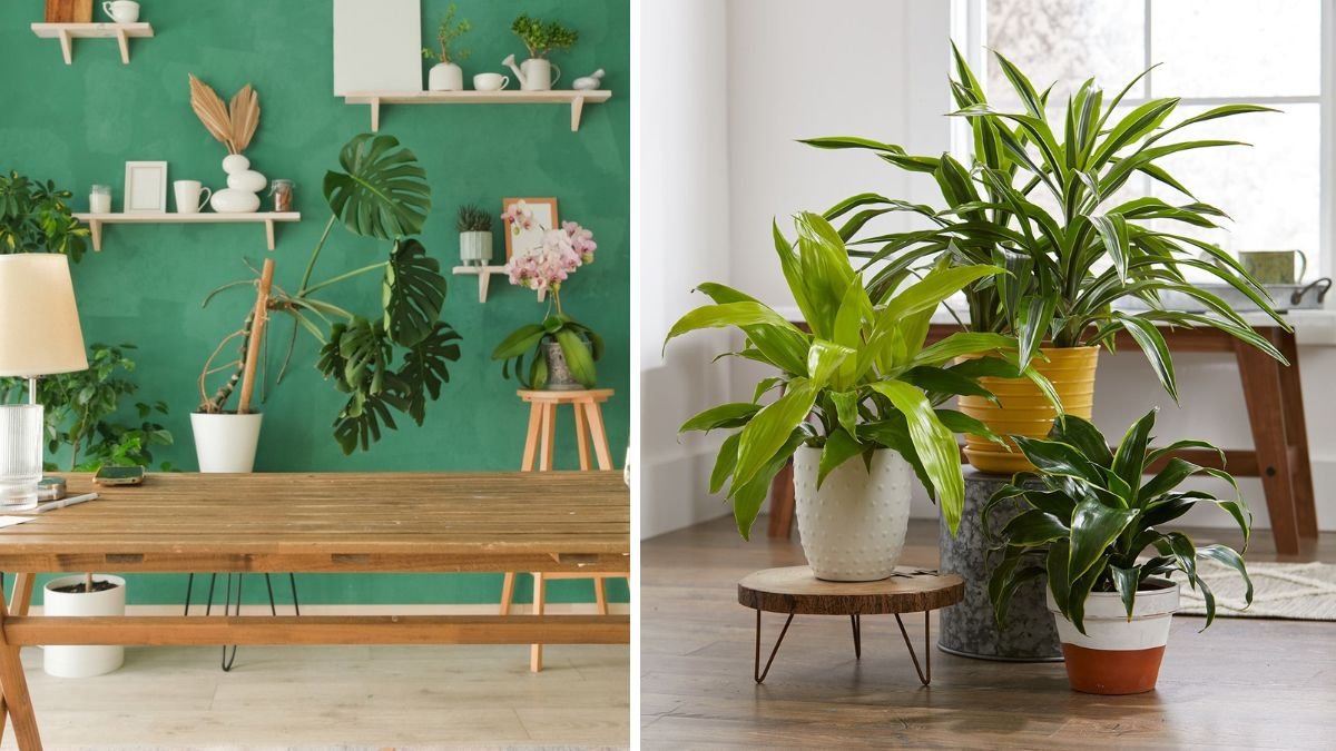 15 indoor plants you'll rarely have to worry about repotting