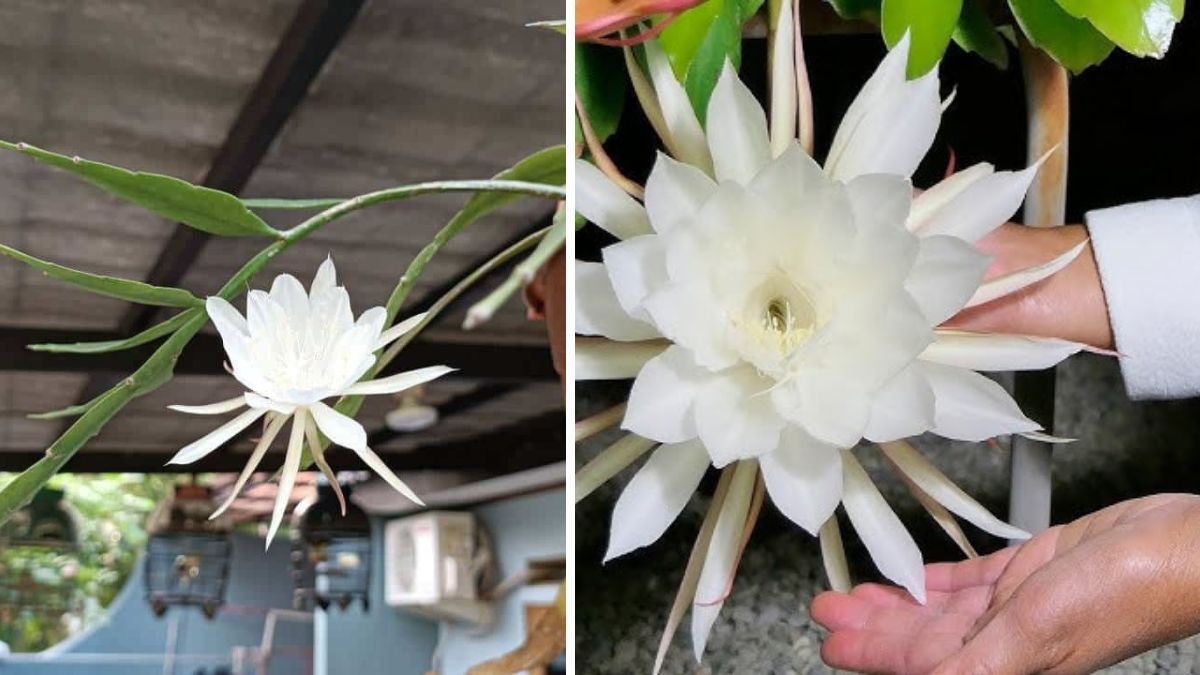 How to Care for a Queen of the Night Flower: The One-Night Wonder