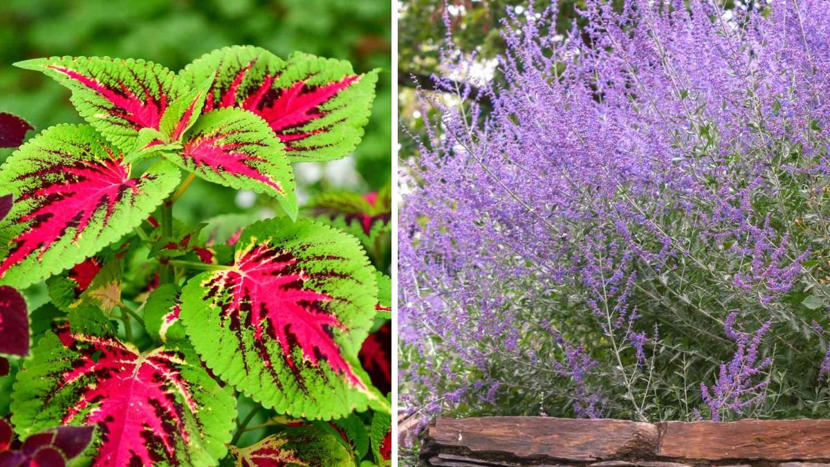 10 Stunning Plants That Keep Your Yard Beautiful Even When Not in Bloom