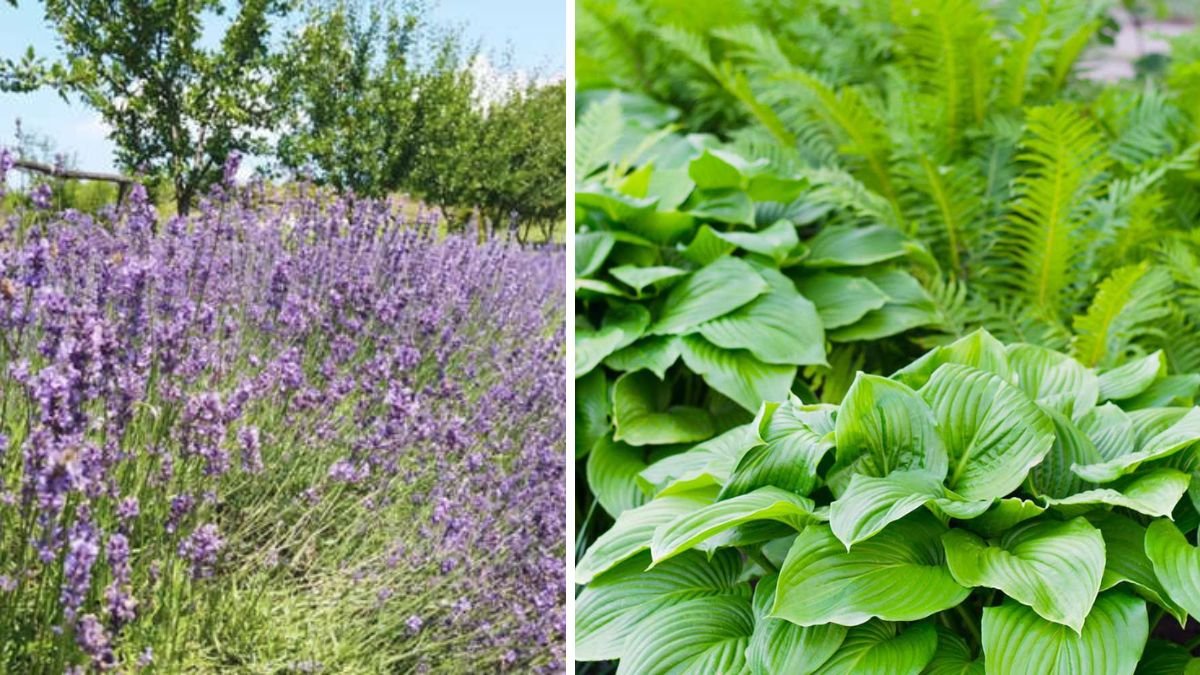 15 Slow-Growing Plants That Stay Neat and Easy to Maintain