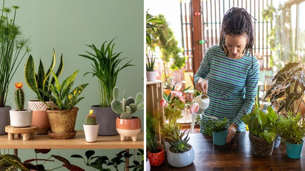 The Most Common Mistakes People Make with Indoor Plants—and How to Fix Them