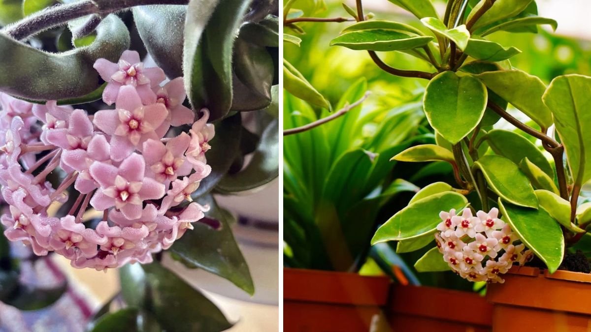 How to Grow Hoya Indoors for Lush Foliage and Long-Lasting Blooms