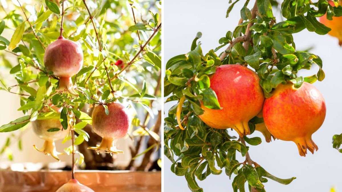 How to Successfully Grow a Pomegranate Tree Indoors