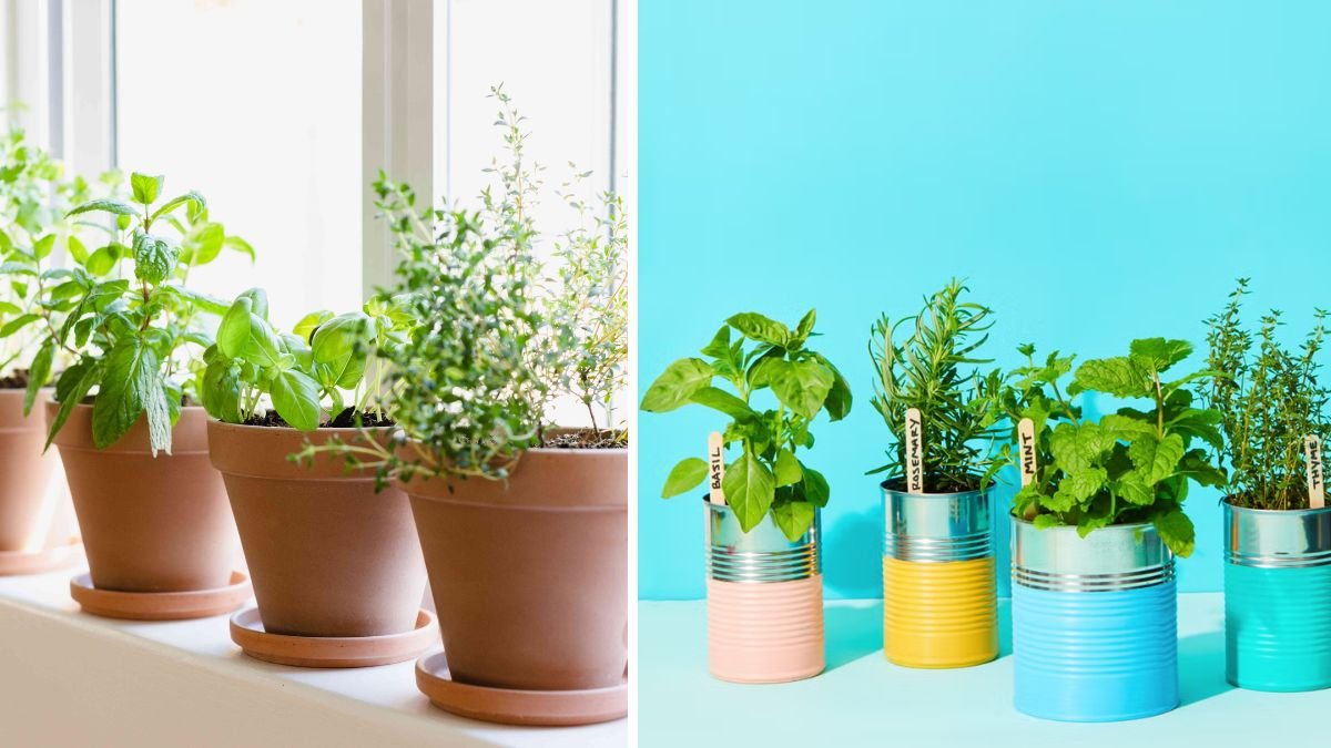 How to Grow Indoor Herbs for Year-Round Flavor and Freshness