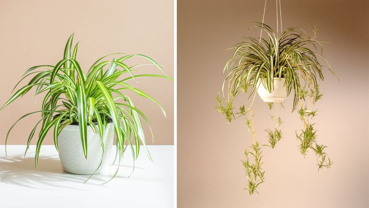 How to Repot a Spider Plant for Healthy Growth All Year