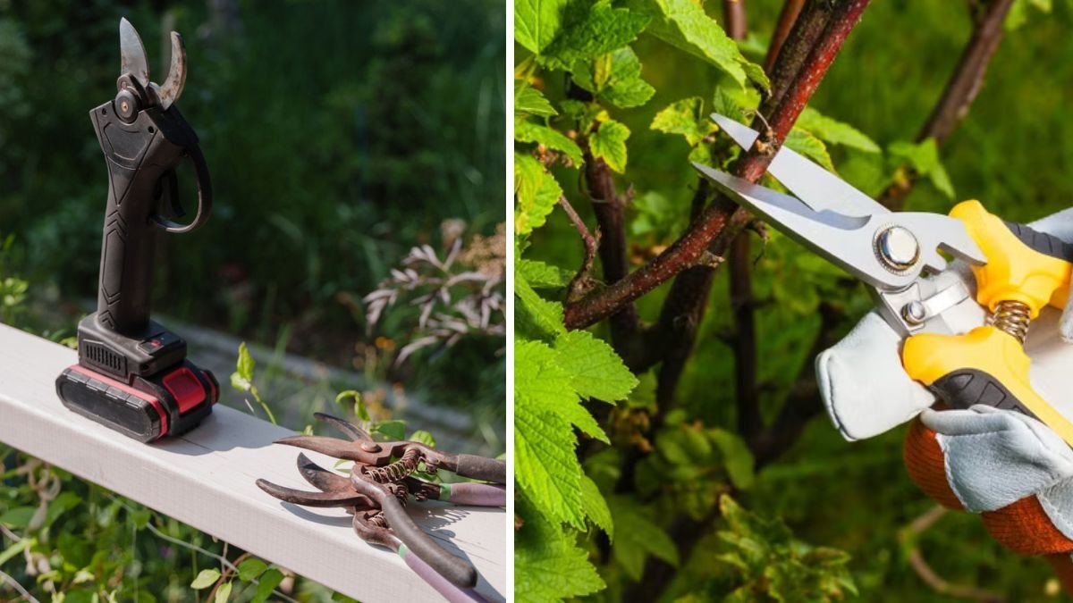 The Simple “Three Cs” Rule for Pruning Plants: Cut, Clean, and Care