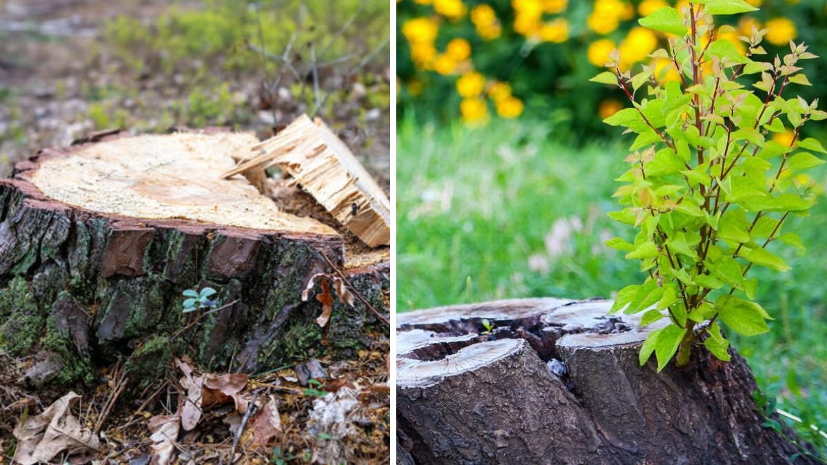 The Non-Invasive Method to Make Tree Stump Removal Easier