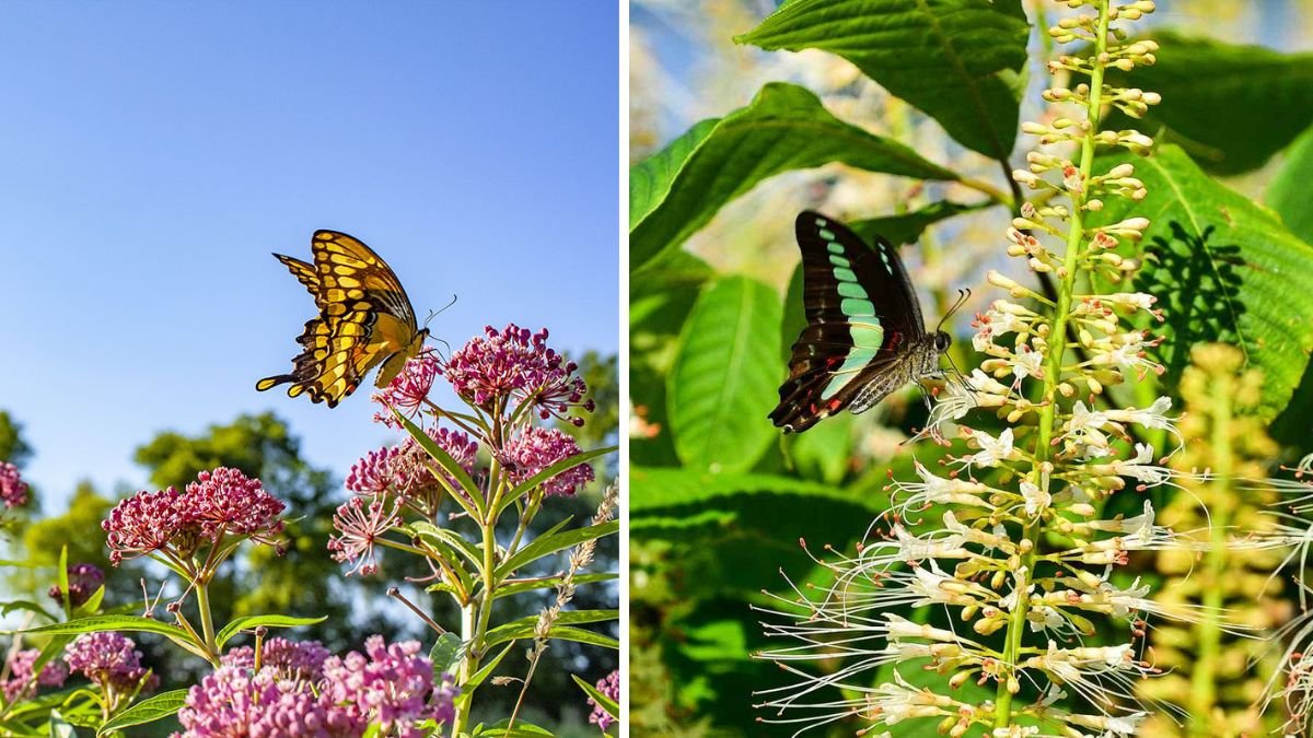 The Top 10 Herbs That Attract Butterflies and Bring Life to Your Garden