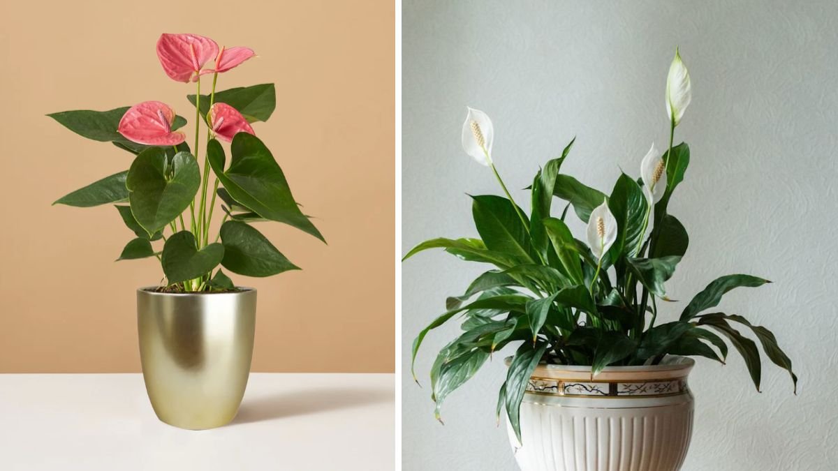 Your ‘Red Peace Lily’ Isn’t What You Think: It’s Actually an Anthurium