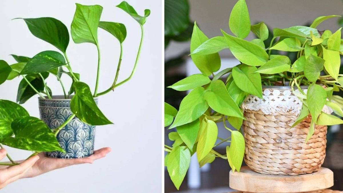 Experts Reveal Secrets to Thriving Pothos: Ultimate Care Guide for Lush Growth