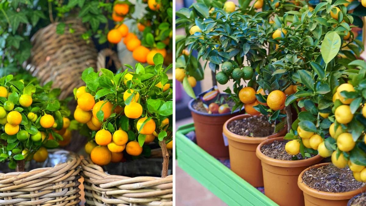 10 Best Container Citrus Trees for Fresh Fruit at Home