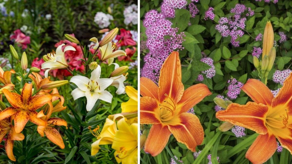 10 Companion Plants That Are Perfect To Grow With Daylilies: Expert Garden Guide