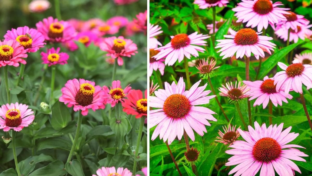 Ten Unique Flowers That Thrive Without Soil and Minimal Care: Soilless Gardening Made Easy