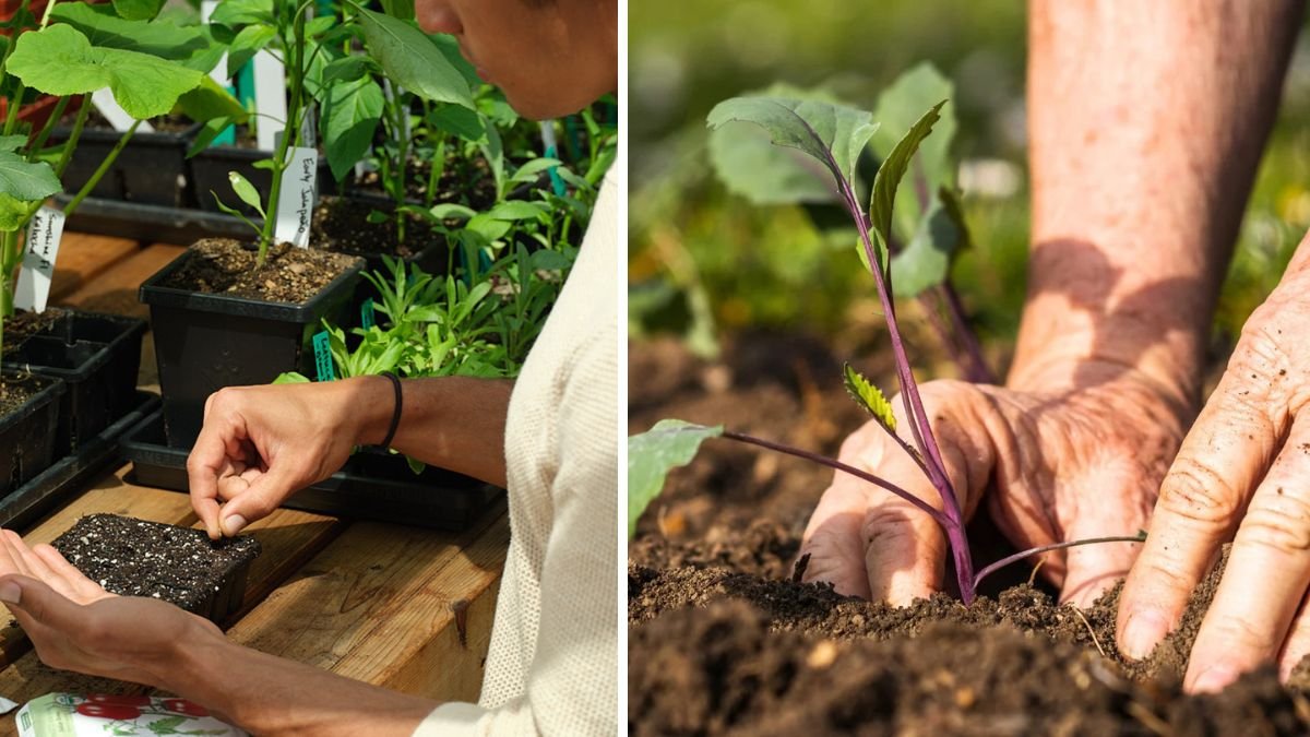 Common Seedling Mistakes to Avoid for Strong, Healthy Plant Growth