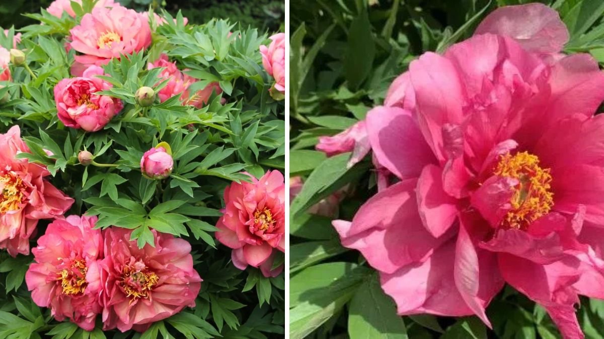Blooming Brilliance: Best Itoh Peony Plants for Your Garden
