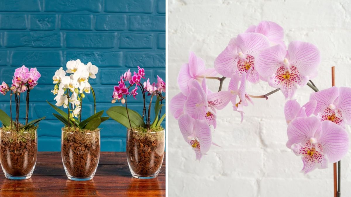 6 Important Needs Every Orchid Plant Has — The Ultimate Care Guide