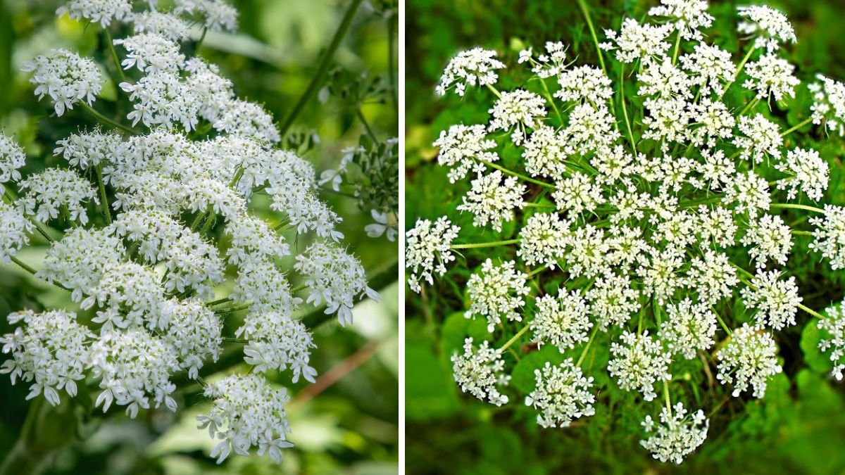 9 Poisonous Plants You Might Own (and How to Keep Your Family Safe)